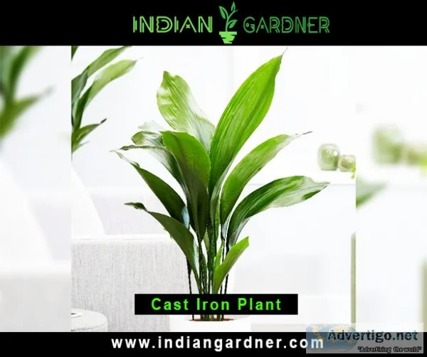 Cast Iron Plant