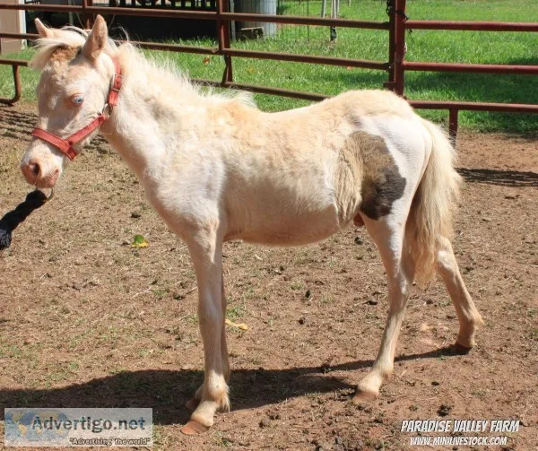Male Mini Pony
