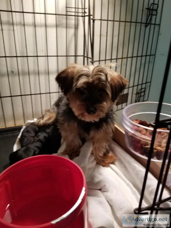 Yorkepoo needs furever family