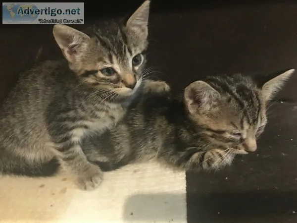 Free Kittens