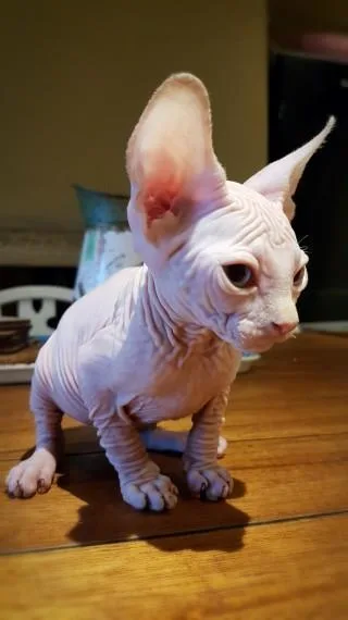 Sphynx kittens 3 months old
