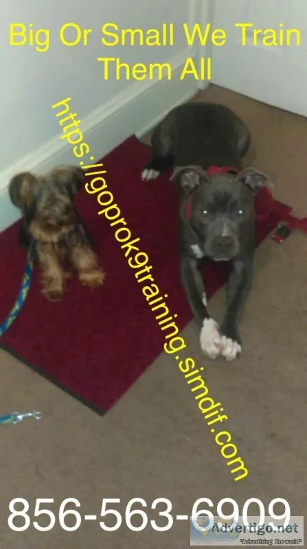 Solving canine problems and handling