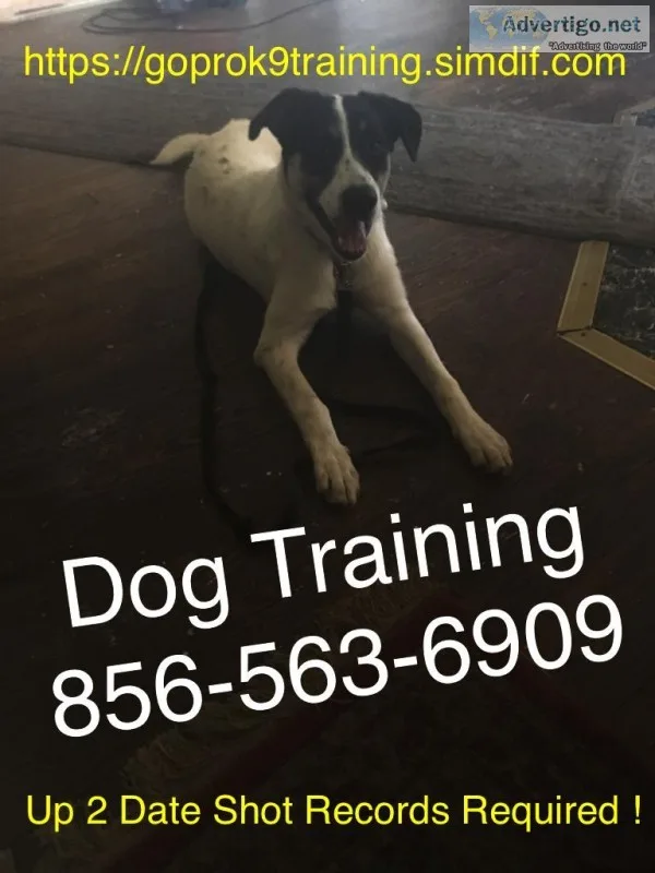 Canine handling and training