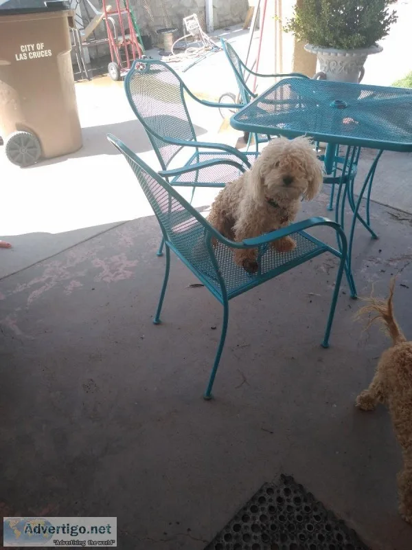 Poodle one year old. Looking for a good home 