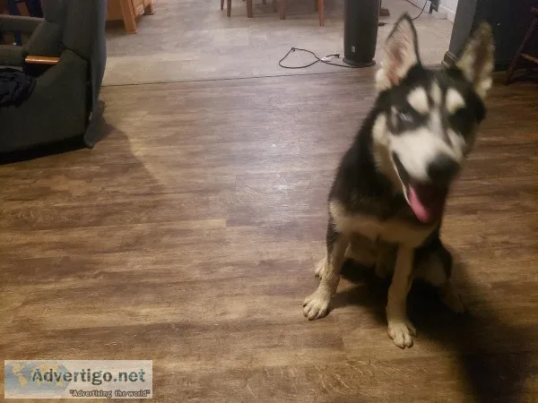 Siberian husky
