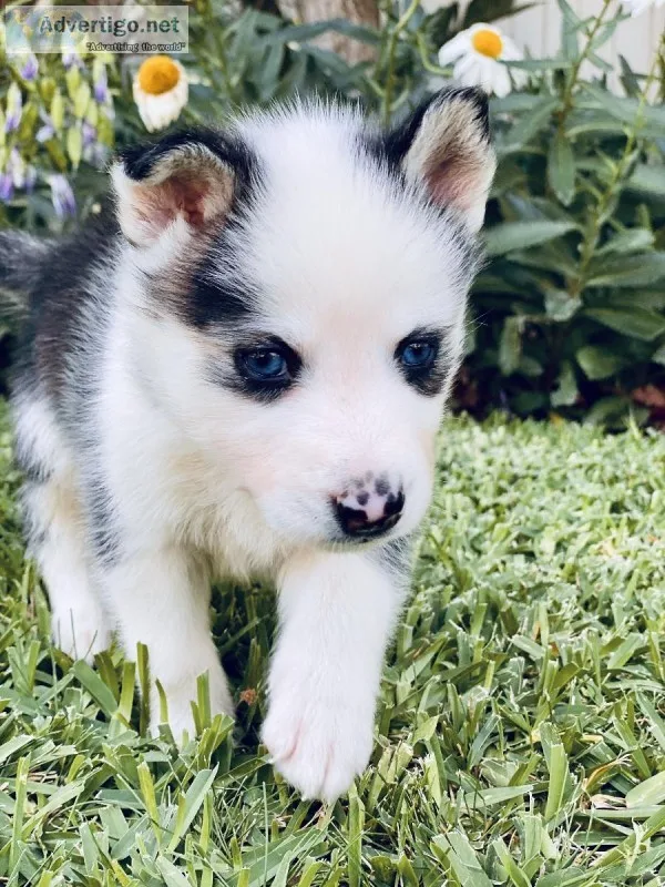 Purebred Siberian Husky Pup