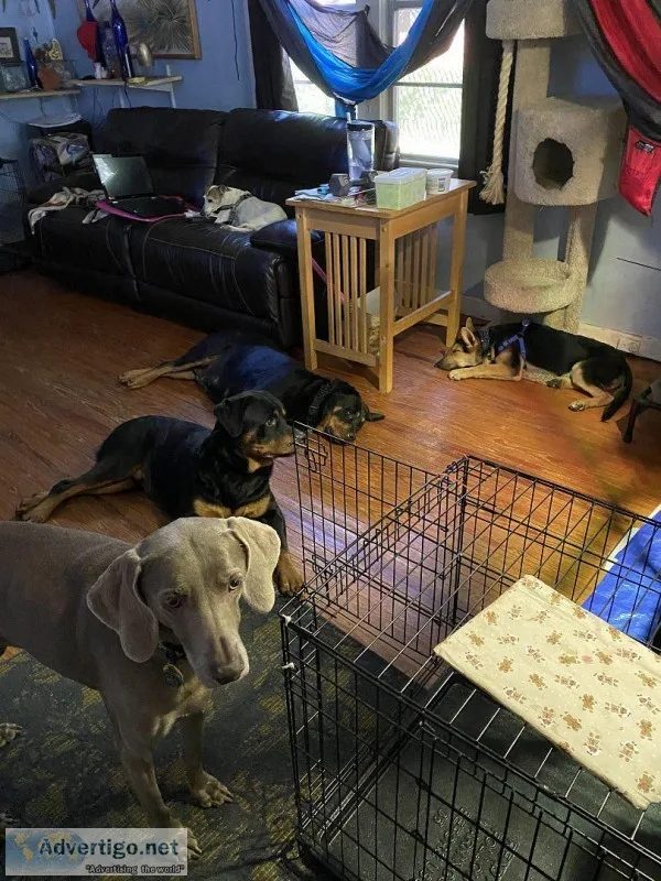 Best dog boarding kennels in Jacksonville