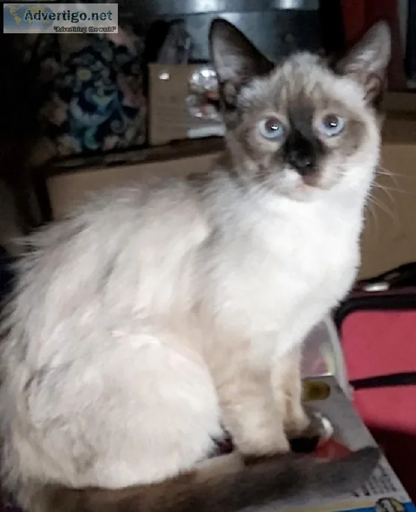 Siamese female