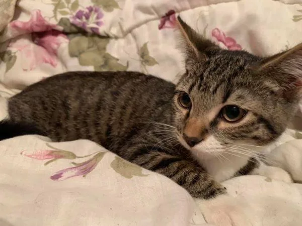 re home cat male