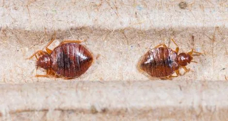 Pest Control In Mississauga