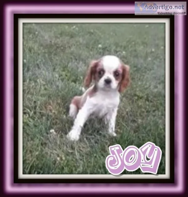 Joy Female ACA Cavalier King Charles Spaniel