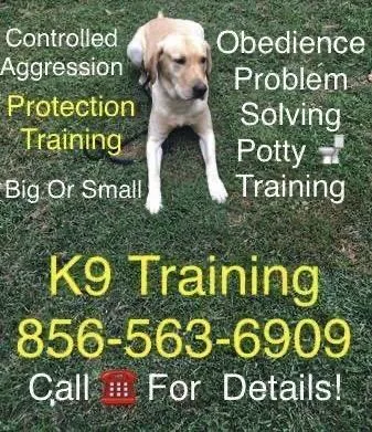 We offer to train your dog