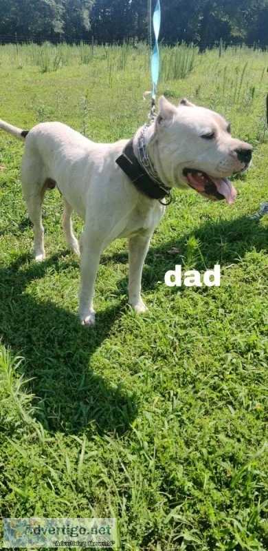 Dogo argentino American bully puppies
