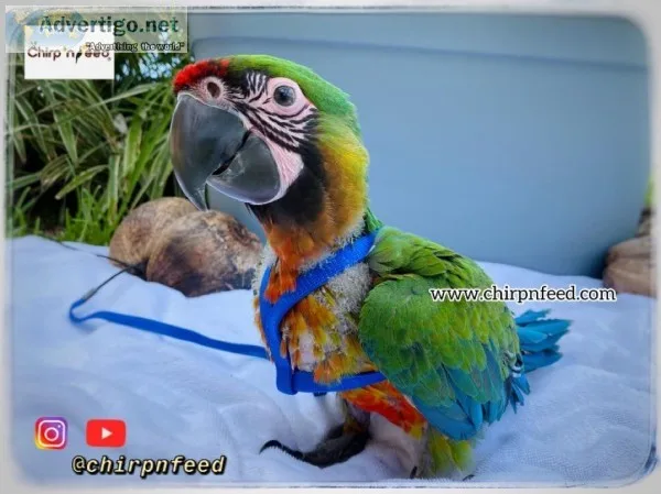 Miligold Macaw Baby