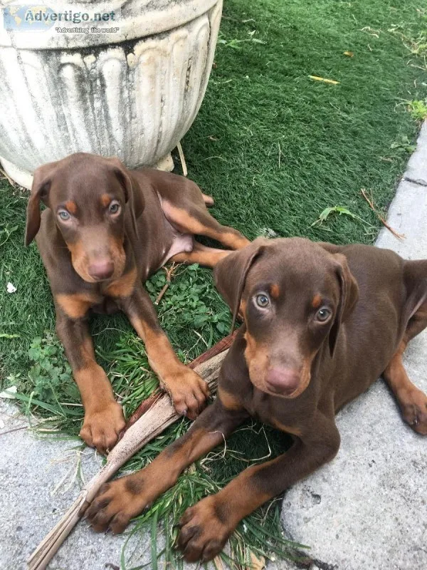 European Doberman puppies