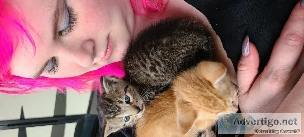 6 week old kitten