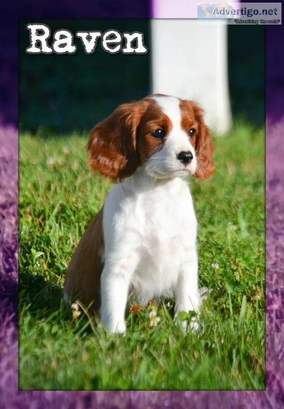 Raven Female Cavalier King Charles