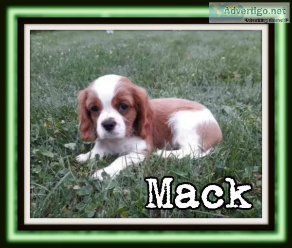 Mack Male ACA Cavalier King Charles Spaniel