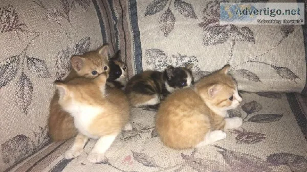 Free Kittens