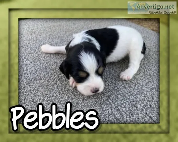 Pebbles Female Cavachon