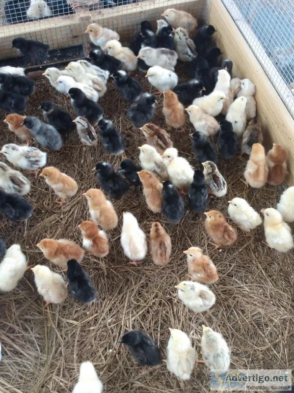 Haching Chicks for sale