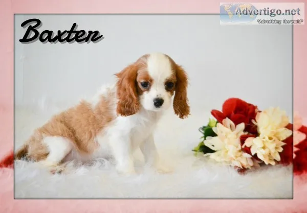 Baxter Male AKC Cavalier King Charles Spaniel
