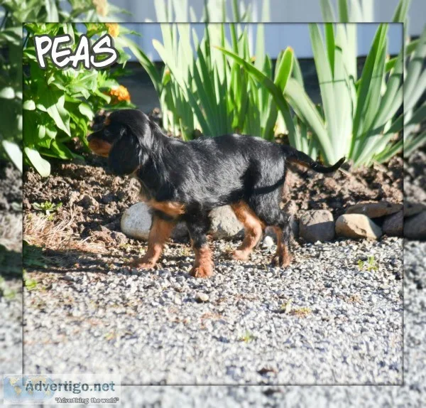 Peas Female Cavalier King Charles