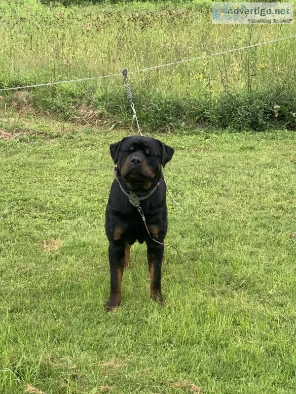 16 month old Rottweiler