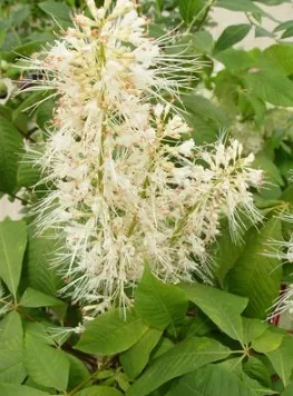 Shop for 3-gallon Bottlebrush Buckeye Tree