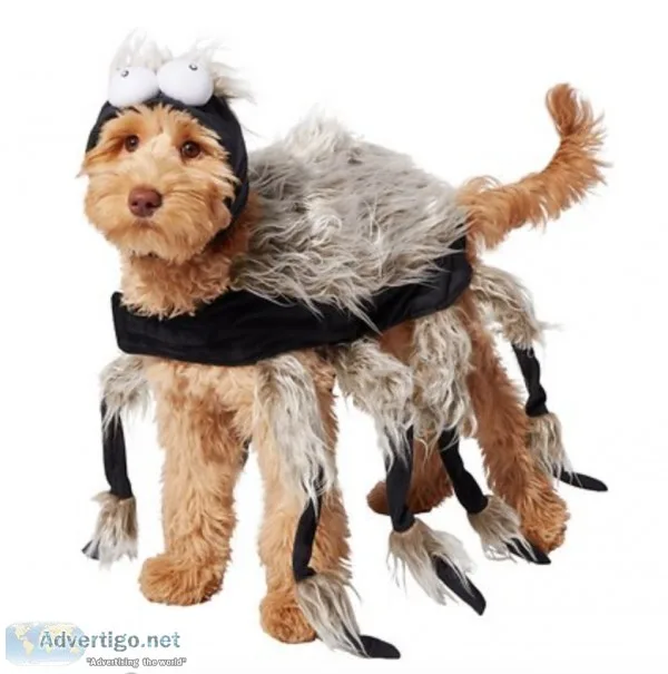 Spider Dog and Cat Costume