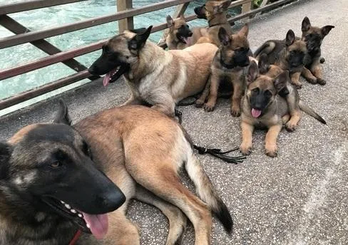Belgian Malinois puppies