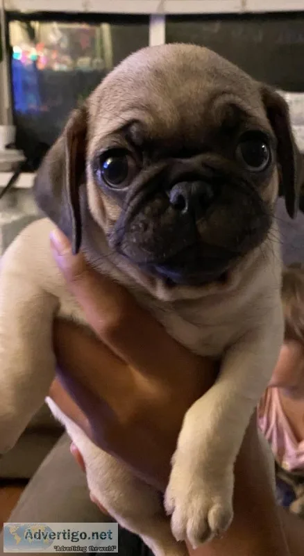 Fawn Pug Puppy