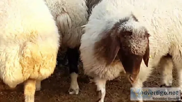 Gissar and Awassi Fat tail sheep for sale