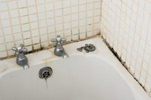 Mold Removal Panama City