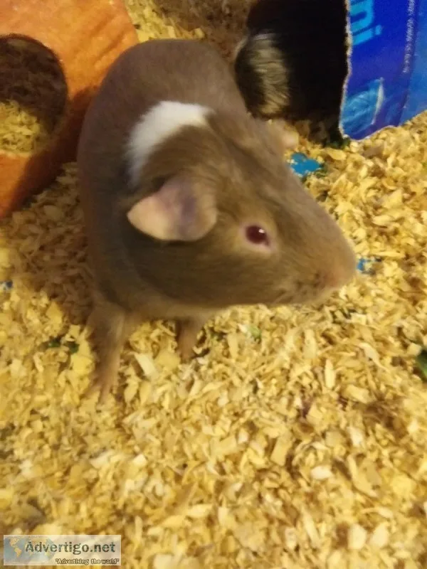 Guinea pigs for sale