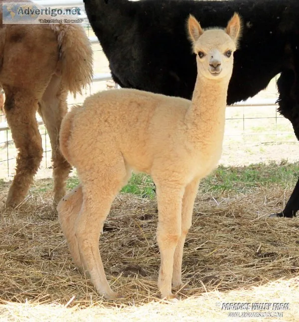 Male Alpaca