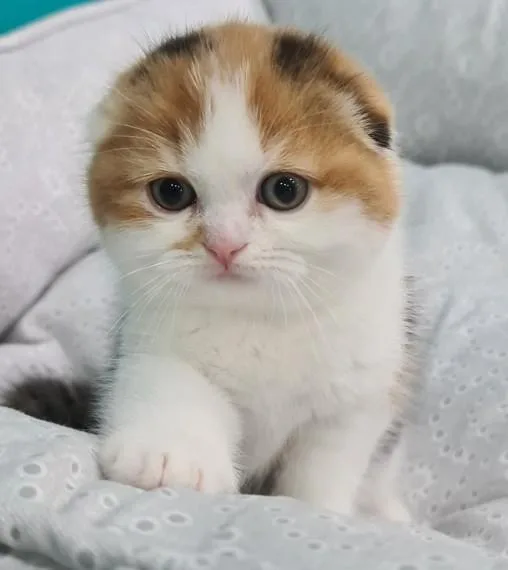 Exotic britishshorthair