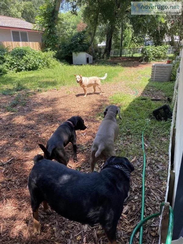 Best dog  boarding kennels at Jacksonville