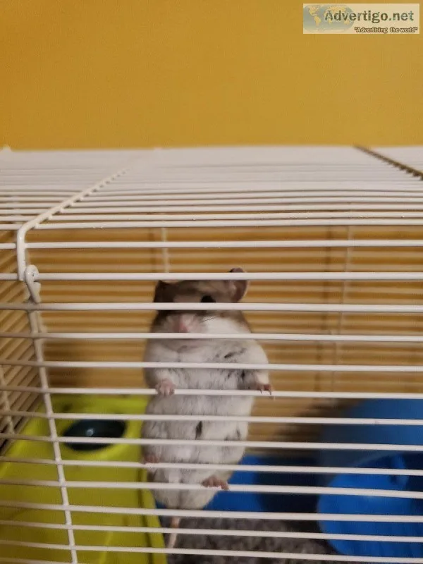 Hamster with cage