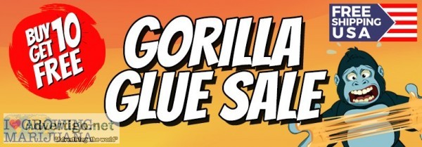 Gorilla Glue Seeds