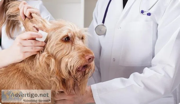 Dog Grooming in Chennai - Best Dog Groomer At Door Step in Chenn