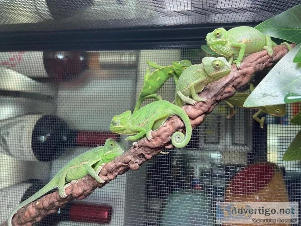 Veiled Chameleons