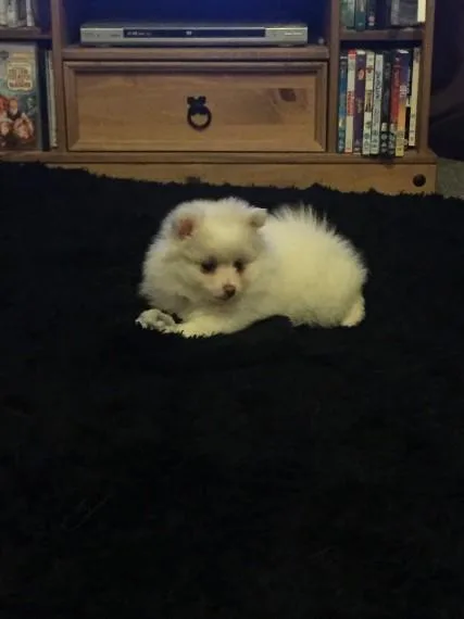 Female German Spitz  available