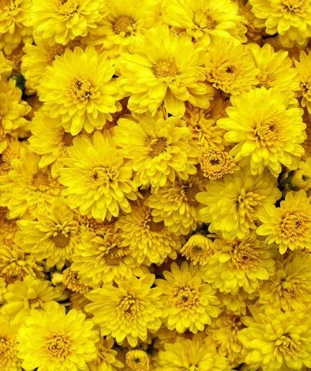 Shop for Garden Mum Stellar Yellow - 9&quot Pot Online