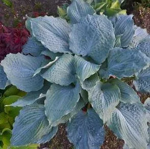 Buy Shadowland&reg Diamond Lake Hosta  - 1 Gallon