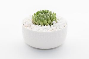 Buy Succulents in Sydney  Happylittlesucculent s.com.au