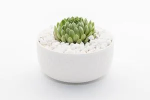 Buy Succulents in Sydney  Happylittlesucculent s.com.au