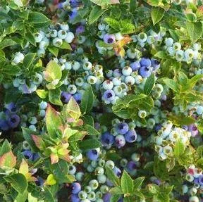 Purchase Vaccinium Jelly Bean Blueberry - 2 Gallon Pot