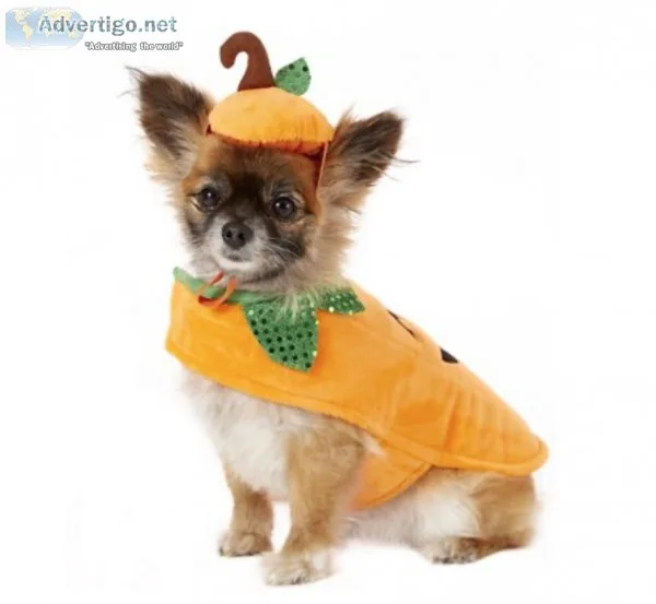 Pumpkin Dog and Cat Costume
