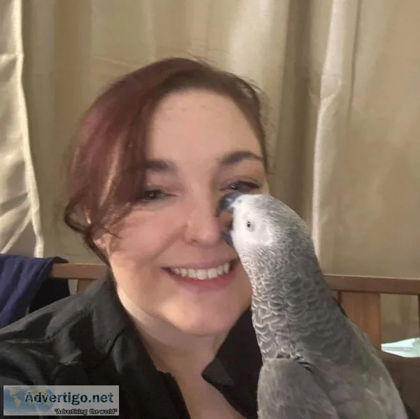 African grey birds